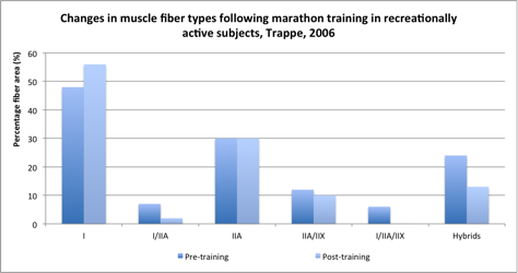 Marathon-runner-fiber-types