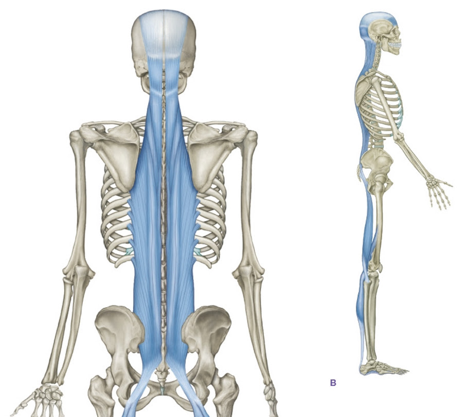 アナトミートレイン®筋膜解剖オンラインクラスの開催は来月！ | Kinetikos