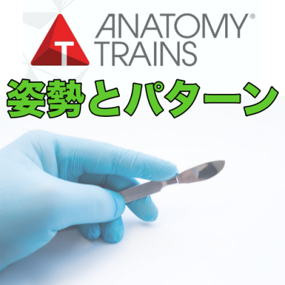アナトミートレイン®筋膜解剖:姿勢とパターン | Kinetikos アナトミートレイン®筋膜解剖:姿勢とパターン | Kinetikos